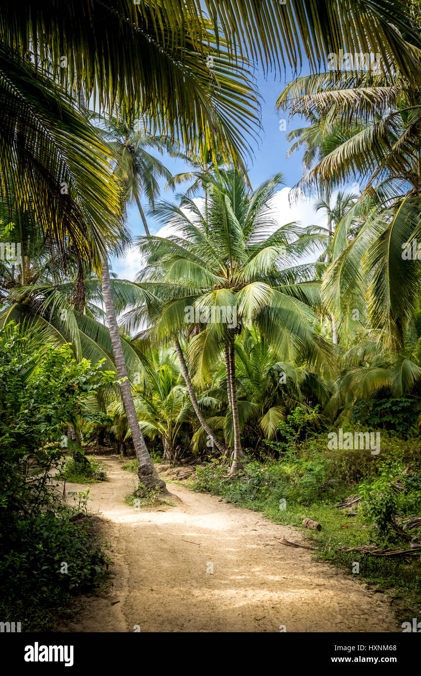 Sur le chemin d'une palmeraie - Parc National Naturel de Tayrona, Colombie Banque D'Images