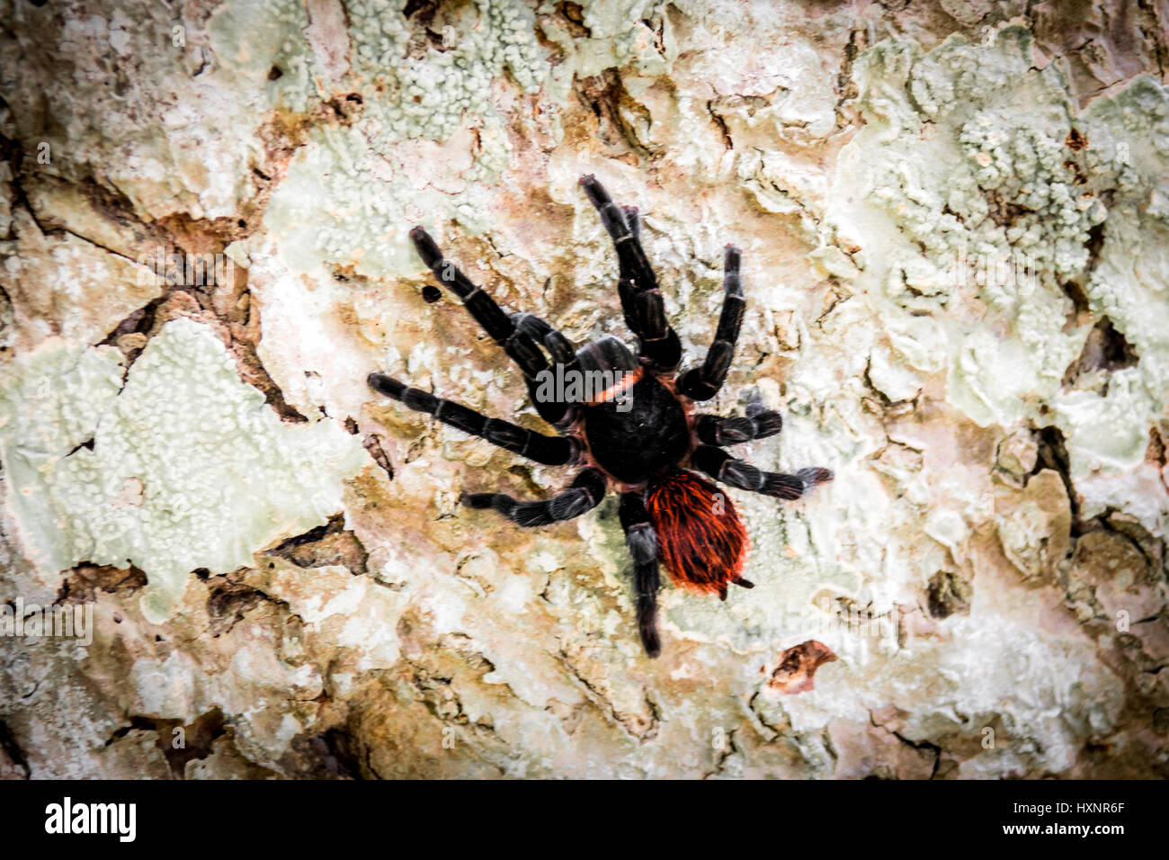 Croupion Rouge mexicaine Tarantula au parc national de Tikal - Guatemala Banque D'Images