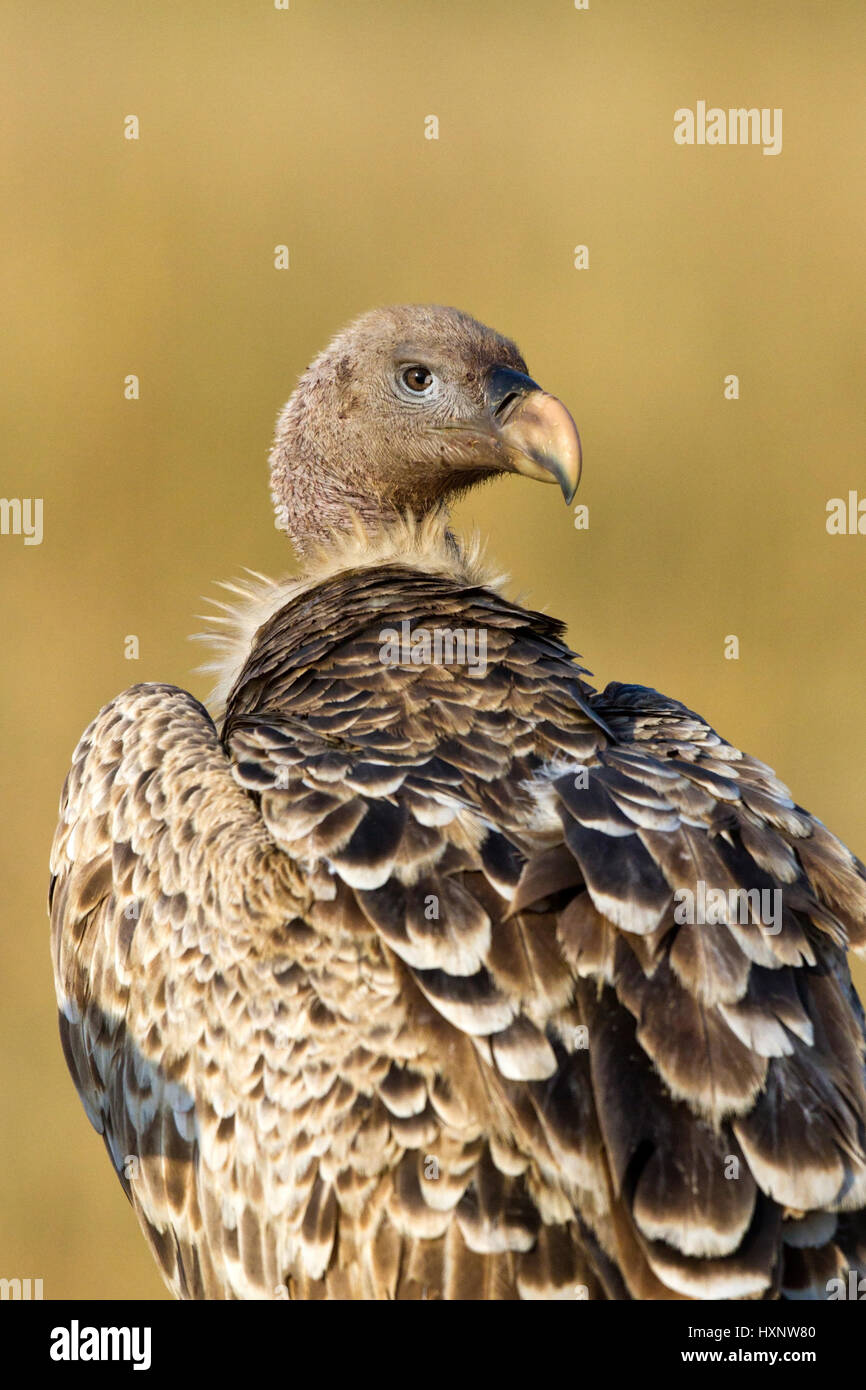 Sparrow Hawk's vulture - portrait, Sperbergeier - Portrait Banque D'Images