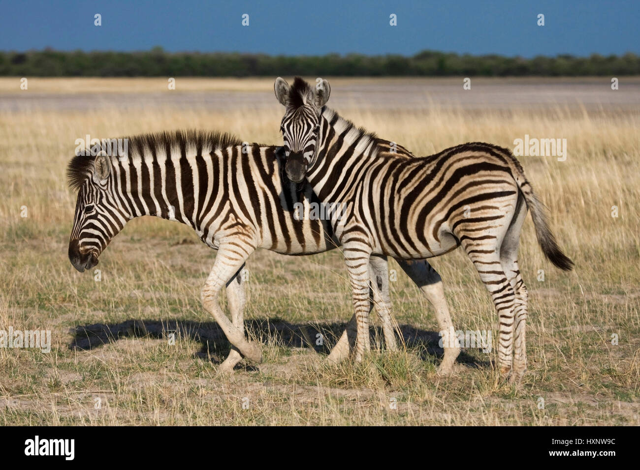 Zebra steppe, Equus burchelli granti - Burchell zèbre, Steppenzebra | Equus burchelli granti - Burchell Zebra Steppenzebra in der Ebene, Etosha NP Banque D'Images