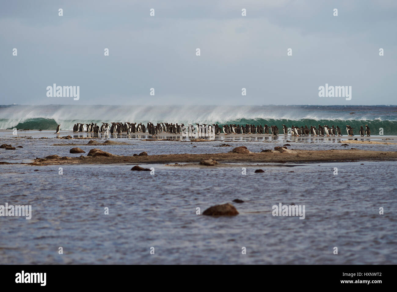 Grand groupe de manchots papous (Pygoscelis papua) recueillies sur une plage avant d'aller en mer pour se nourrir. L'Île Sealion dans les îles Falkland. Banque D'Images