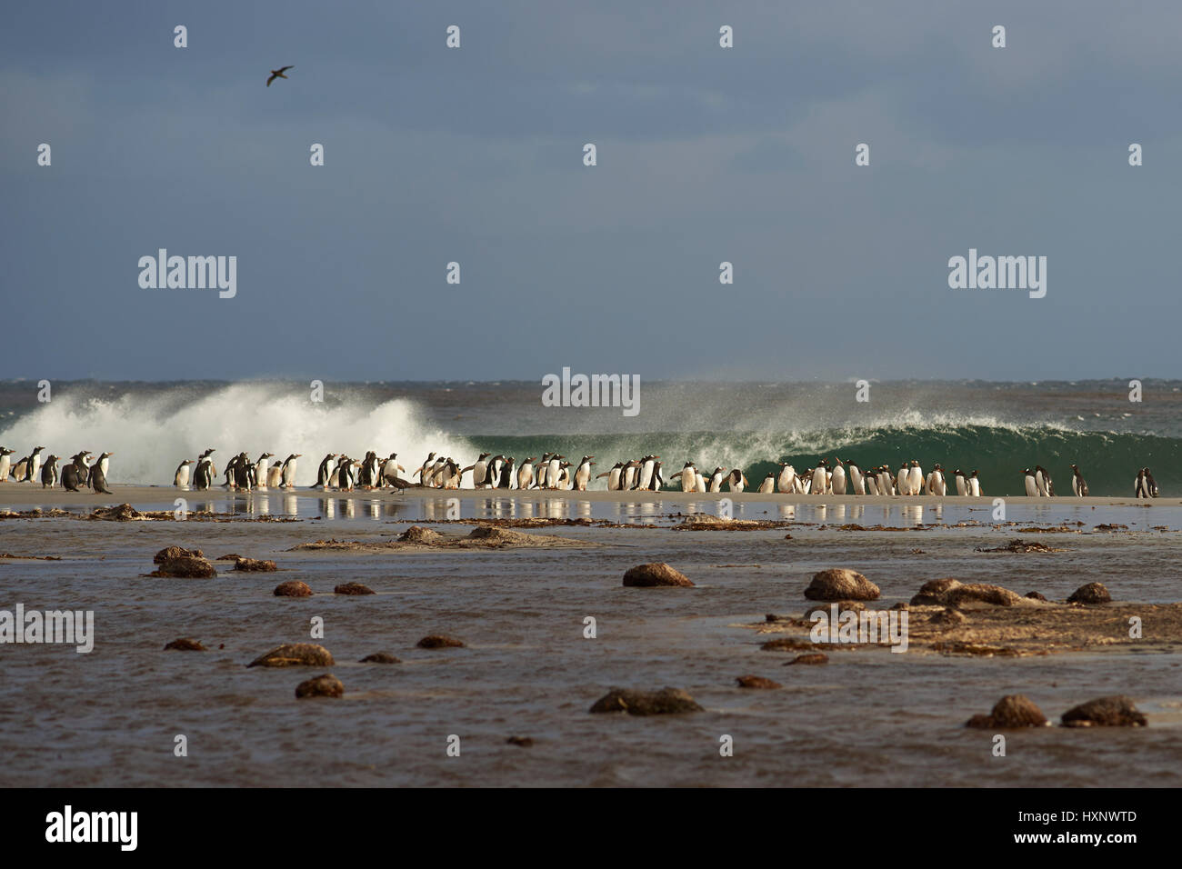 Grand groupe de manchots papous (Pygoscelis papua) recueillies sur une plage avant d'aller en mer pour se nourrir. L'Île Sealion dans les îles Falkland. Banque D'Images
