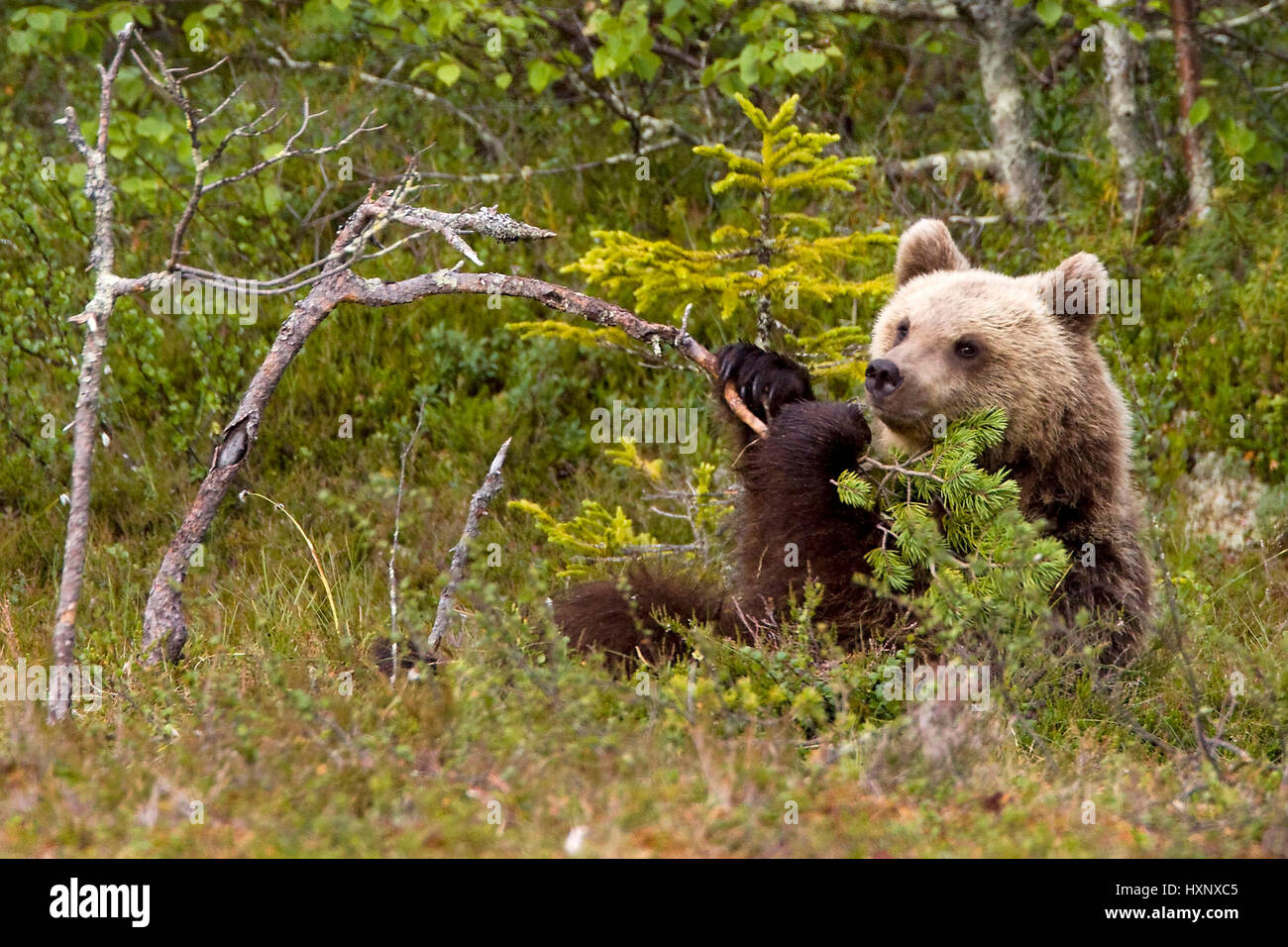 L'ours brun, animal, Finlande Banque D'Images