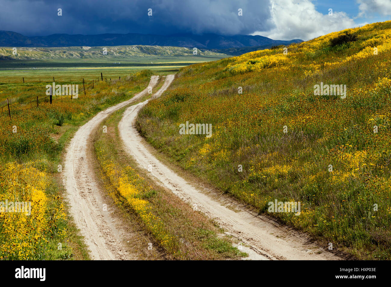 Un chemin de terre fait son chemin à travers les fleurs sauvages à l'Carrizo Plain National Monument en Californie. Banque D'Images