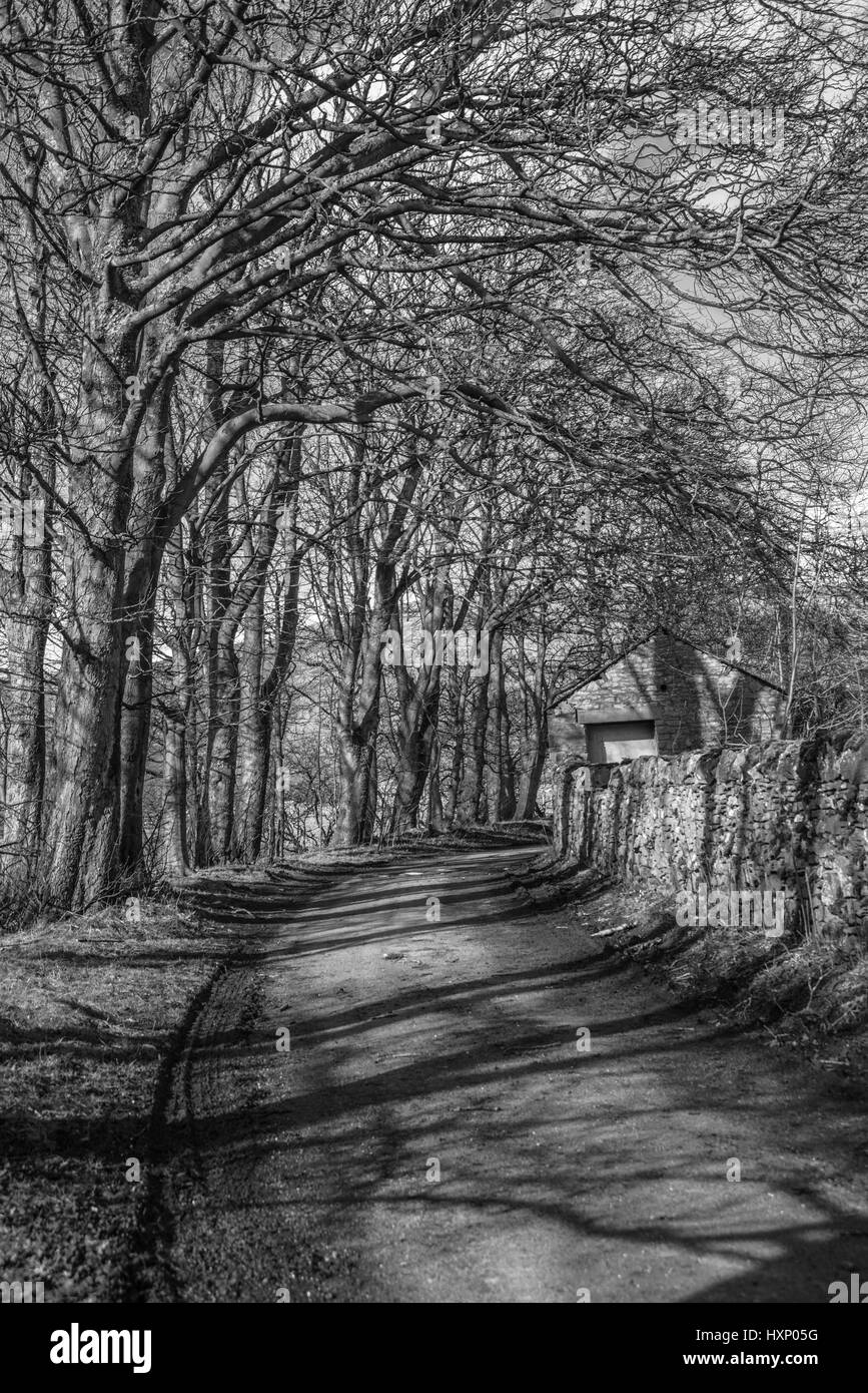 Wiled Wicked woods lane Derbyshire England UK Ray Boswell Banque D'Images