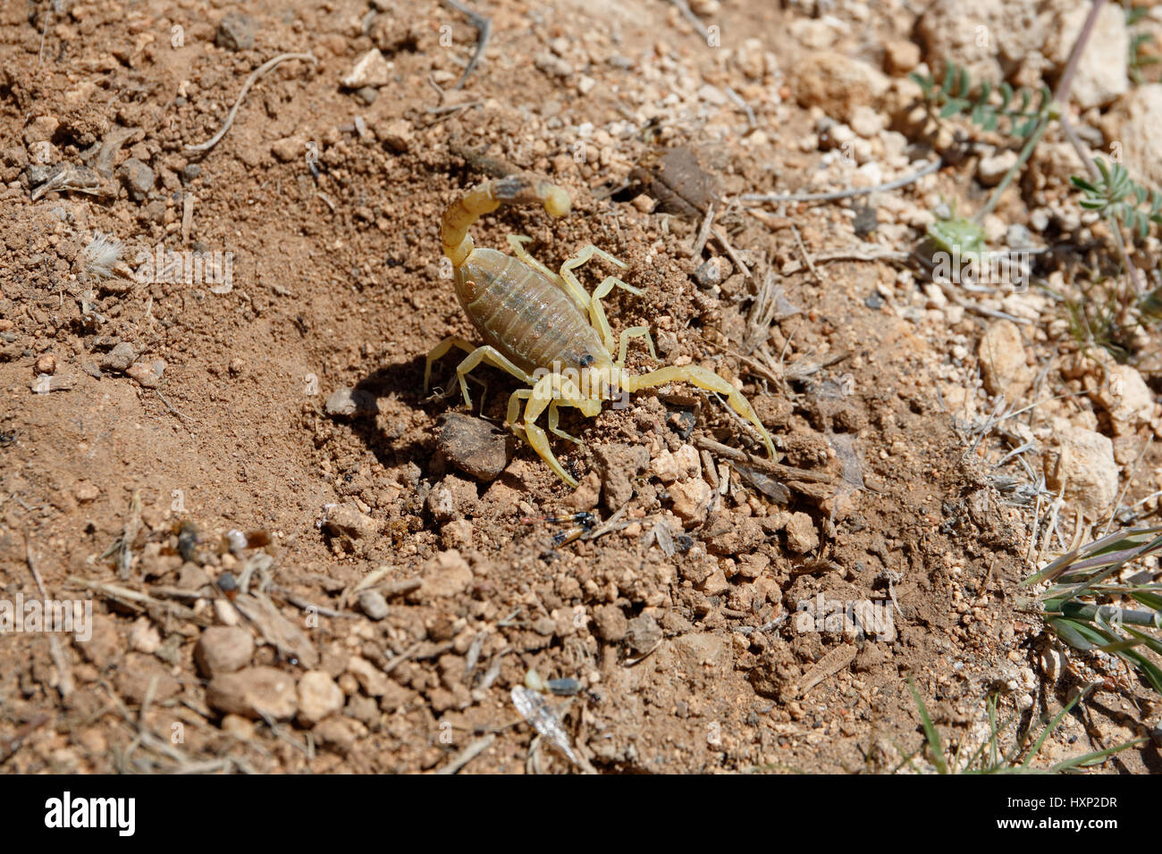 Deathstalker scorpion dans l'habitat du désert en Jordanie Banque D'Images