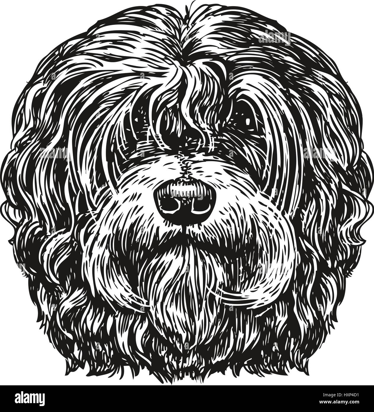 Portrait dessiné à la main chien de poche. Chien, animal, animal esquisse. Vintage vector illustration Illustration de Vecteur