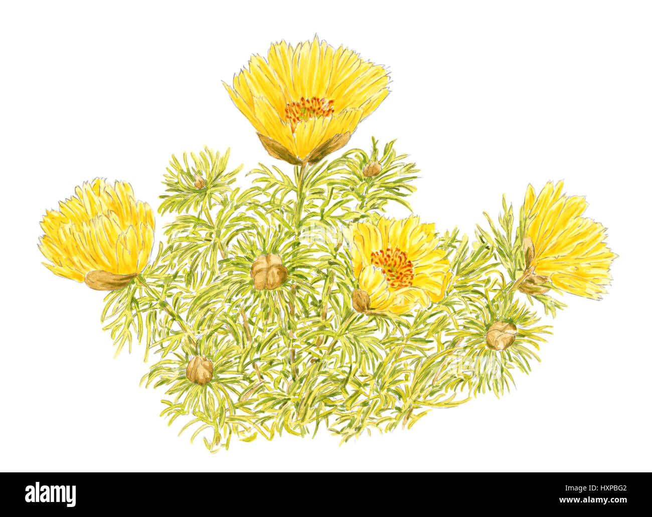 Dessin d'un Adonis de printemps (Adonis vernalis) plantes à fleurs sur fond blanc. Crayon et aquarelle sur papier. Banque D'Images