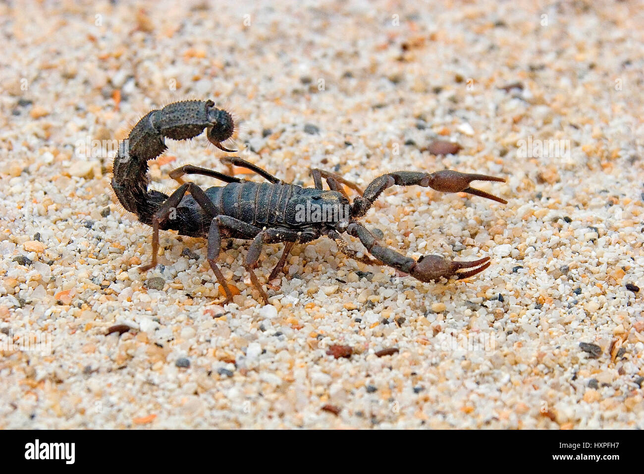 Hairy Dick's tail, P. Haariger Dickschwanz, villosus | P. villosus ein giftiger Namibie Skorpion Banque D'Images