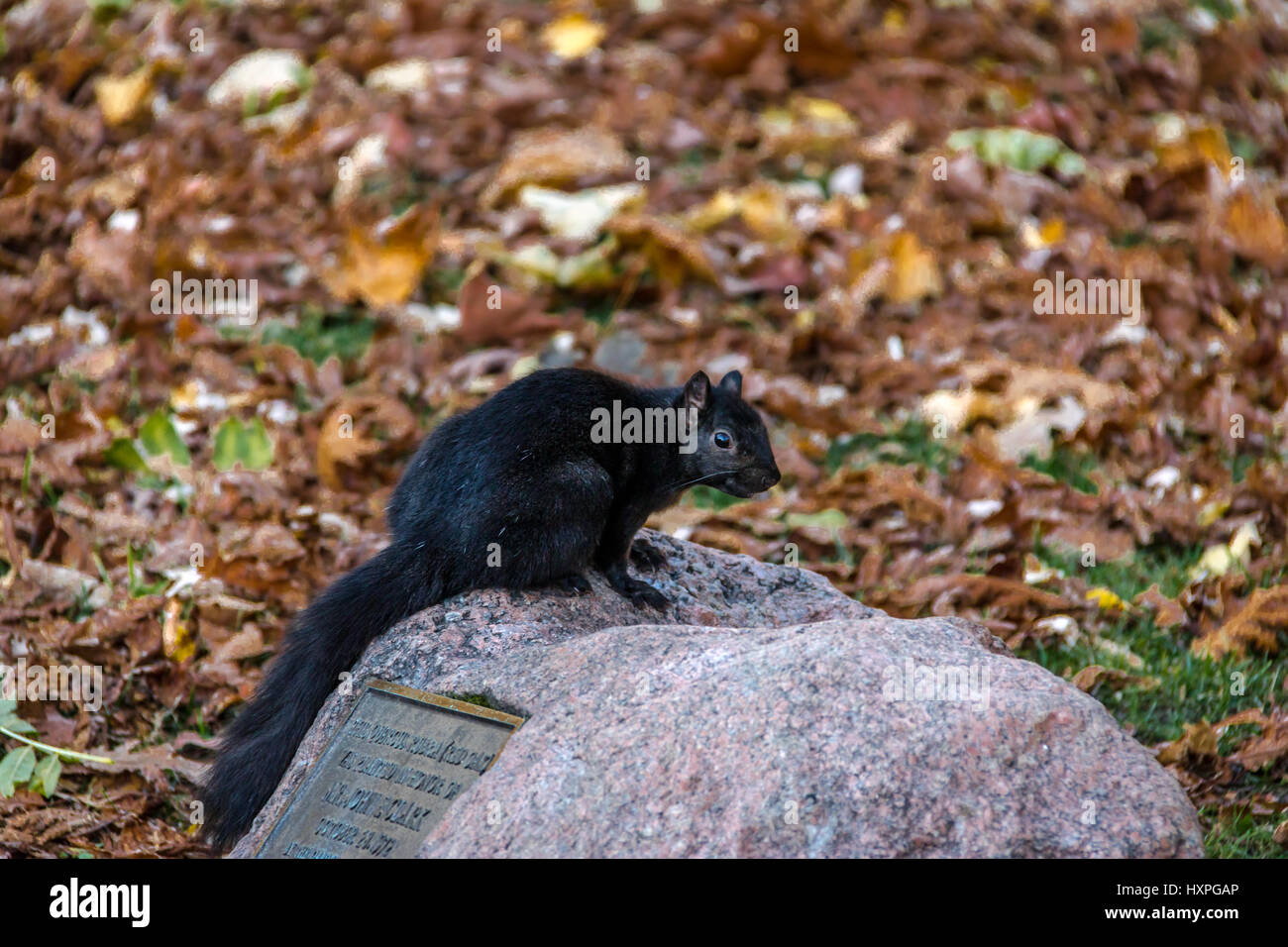 L'Écureuil noir debout sur une pierre entre les feuilles de l'automne de Queens Park - Toronto, Ontario, Canada Banque D'Images