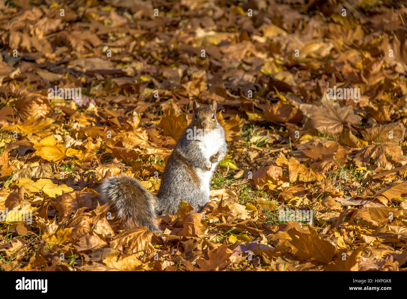 Écureuil brun à l'automne les feuilles des Queens Park - Toronto, Ontario, Canada Banque D'Images