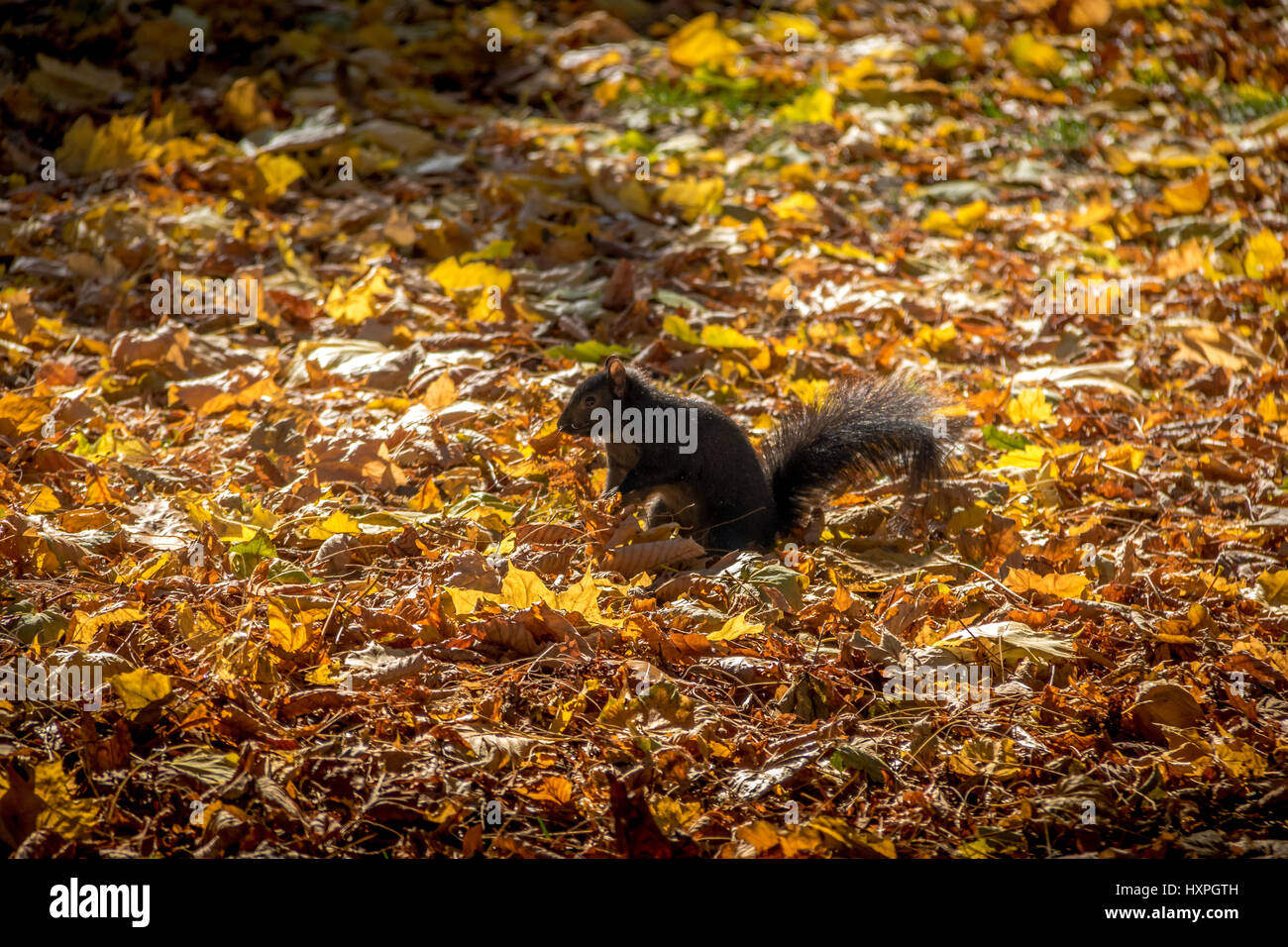 L'Écureuil noir sur les feuilles de l'automne de Queens Park - Toronto, Ontario, Canada Banque D'Images