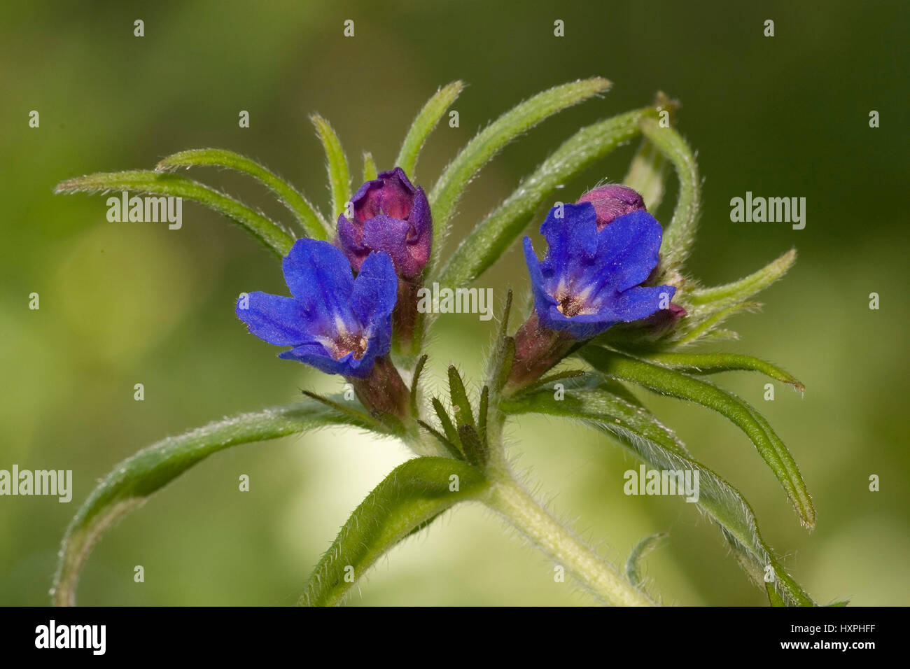 La pierre bleue, de semences Buglossoides purpurocaerulea, bovins type de langues (Buglossoides), Rau fiche de plantes (Boraginaceae), Blauer Steinsame Vipérine commune, Banque D'Images