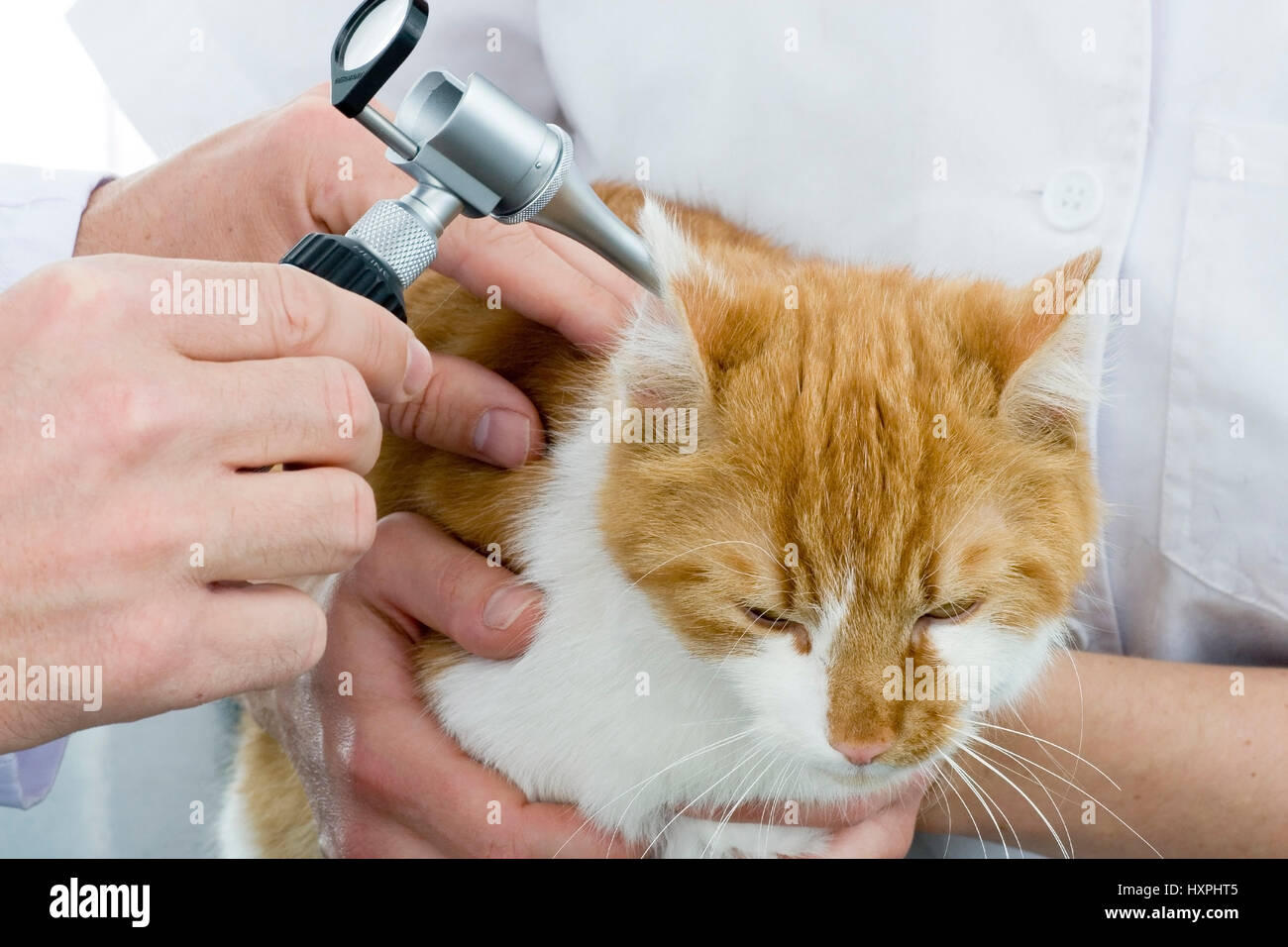 Oreilles de chat est examiné, Katze bekommt Ohren untersucht Banque D'Images