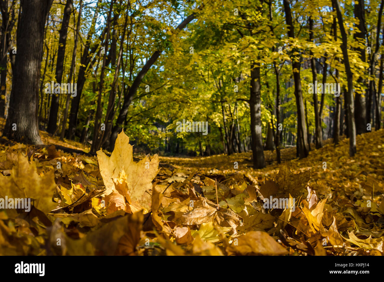 Les feuilles d'automne orange sur le terrain de High Park walkway - Toronto, Ontario, Canada Banque D'Images