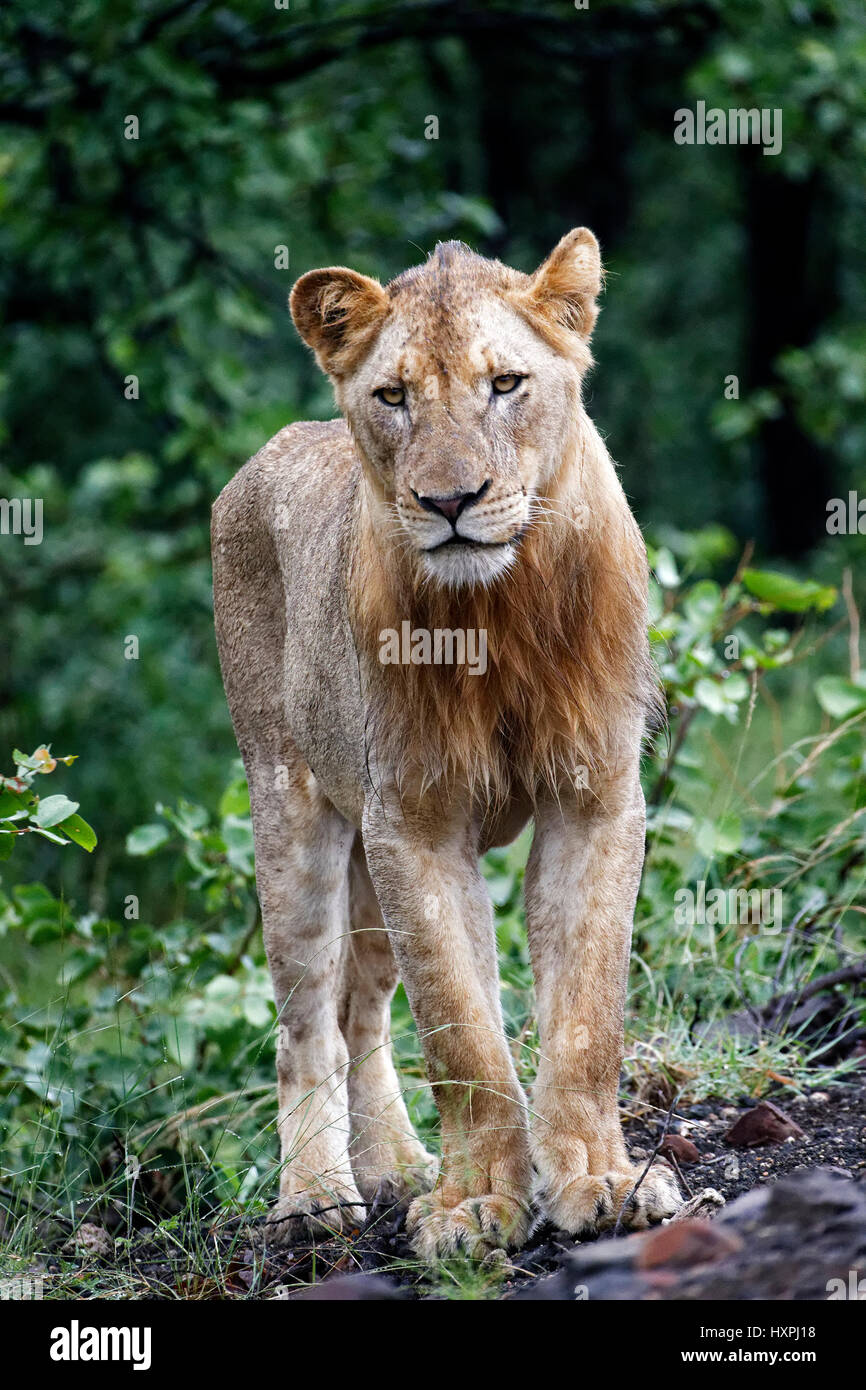 Young male lion africain ( Panthera leo ), Kruger National Park, Afrique du Sud Banque D'Images