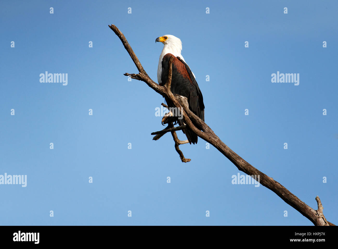 Poissons d'Afrique ( haliaeetus vocifer Aigle ) perché sur une branche d'arbre, Kruger National Park, Afrique du Sud Banque D'Images