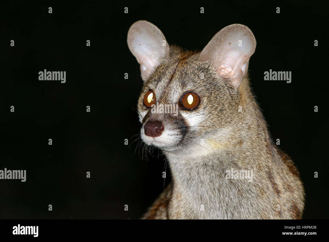 Genette (Genetta tigrina) portrait, Kruger National Park, Afrique du Sud Banque D'Images