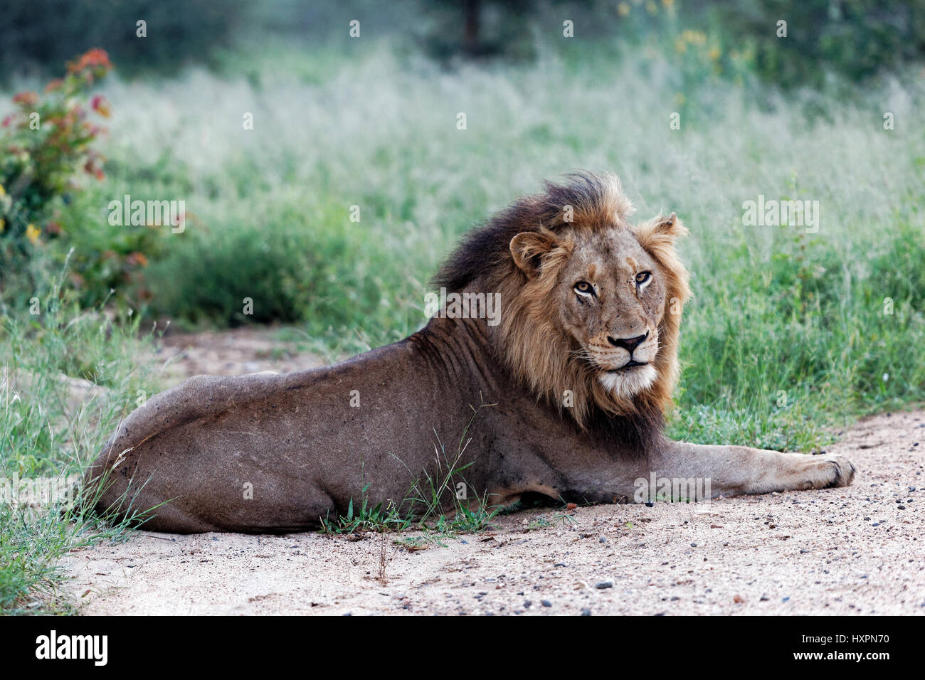 African Lion mâle ( Panthera leo ), de repos, Kruger National Park, Afrique du Sud Banque D'Images