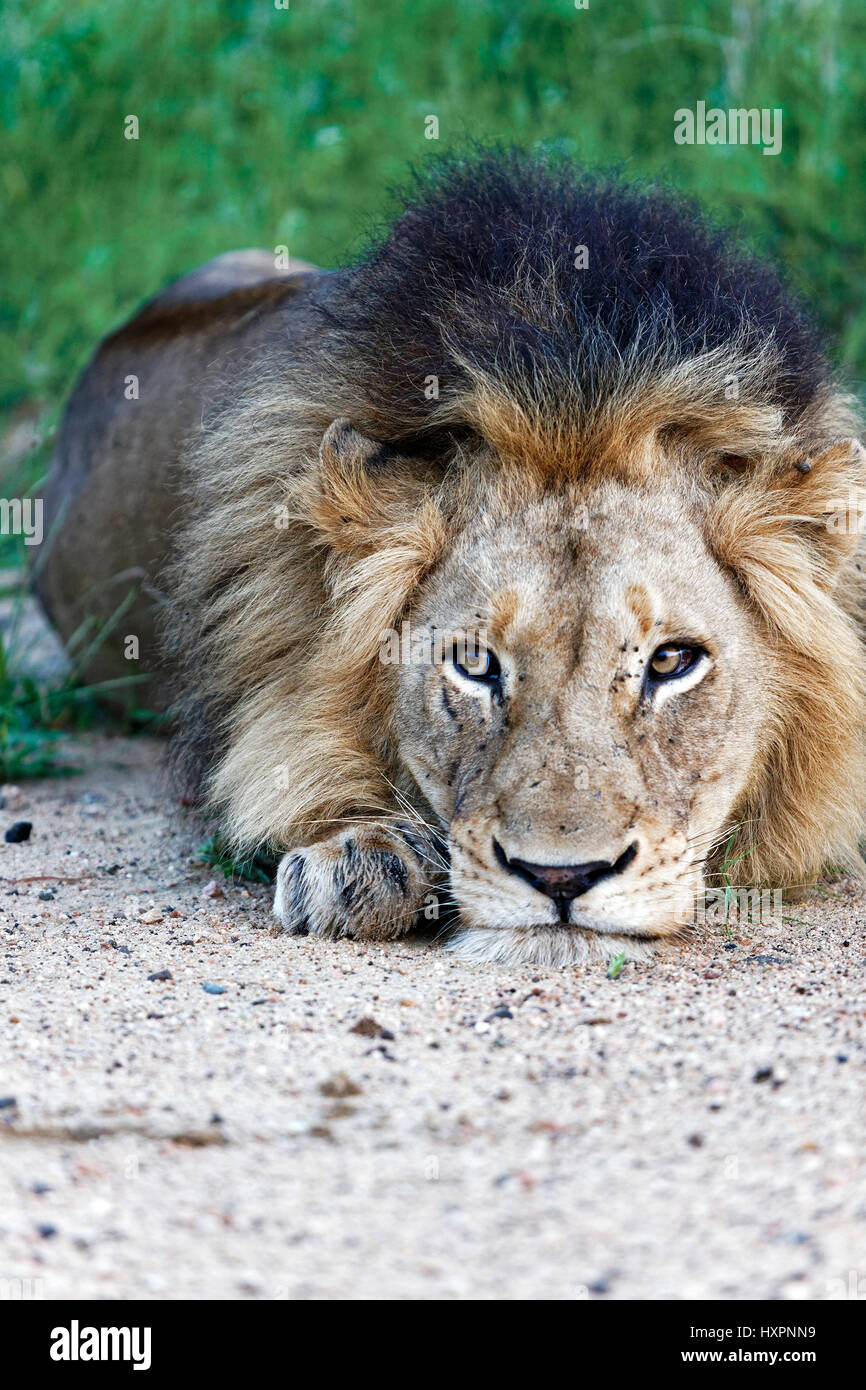 African Lion mâle ( Panthera leo ), de repos, Kruger National Park, Afrique du Sud Banque D'Images