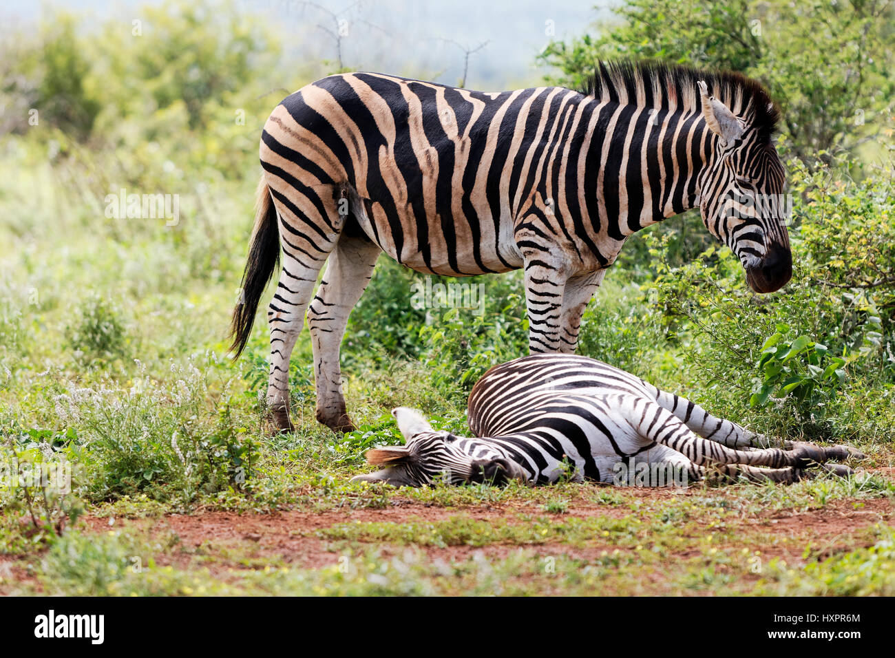Zebra veillant sur l'autre portant sur le sol, ( Miscanthus sinensis Zebrinus ), Kruger National Park, Afrique du Sud Banque D'Images