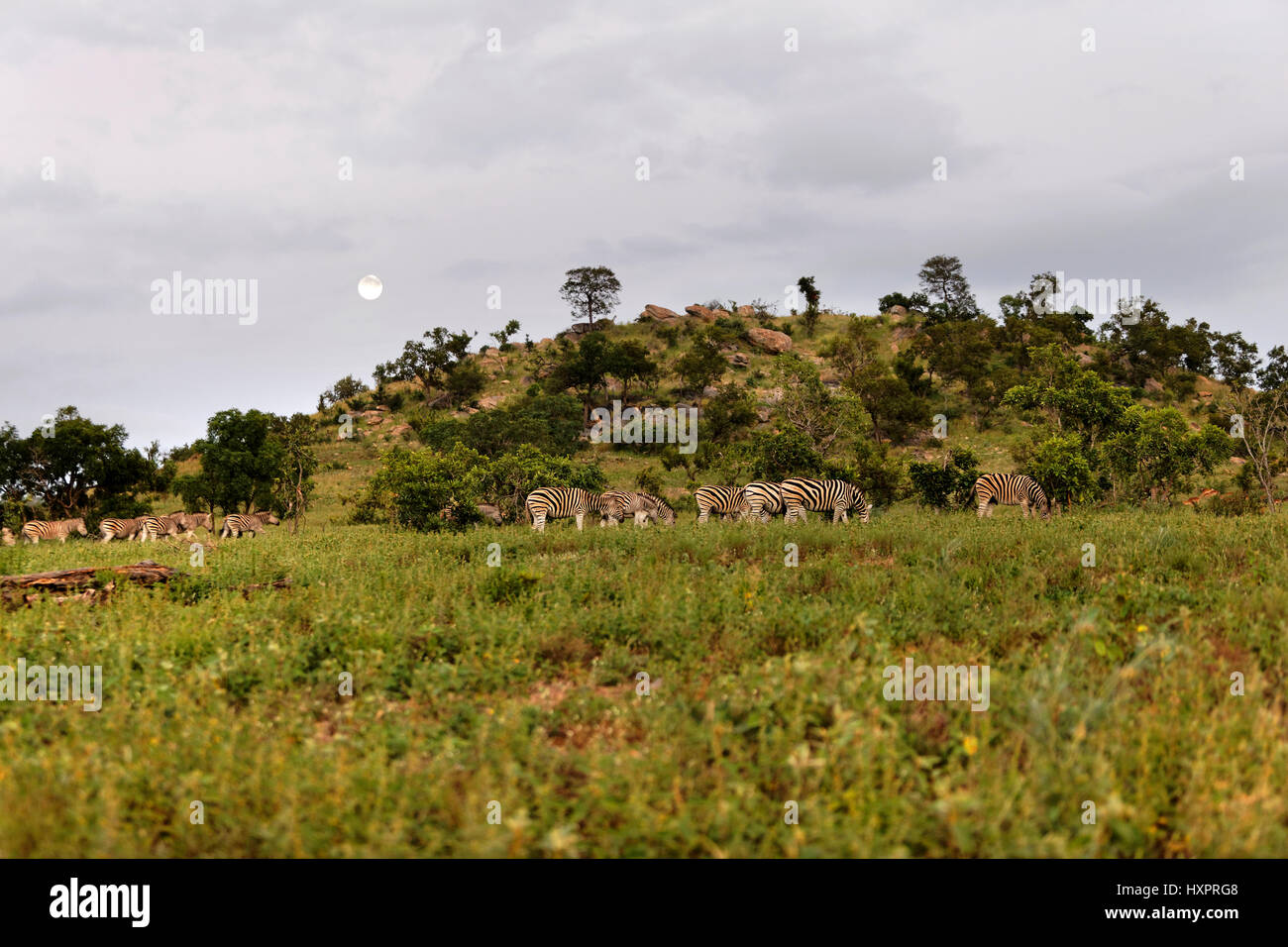 Troupeau de zèbres dans le paysage africain, ( Miscanthus sinensis Zebrinus ), Kruger National Park, Afrique du Sud Banque D'Images