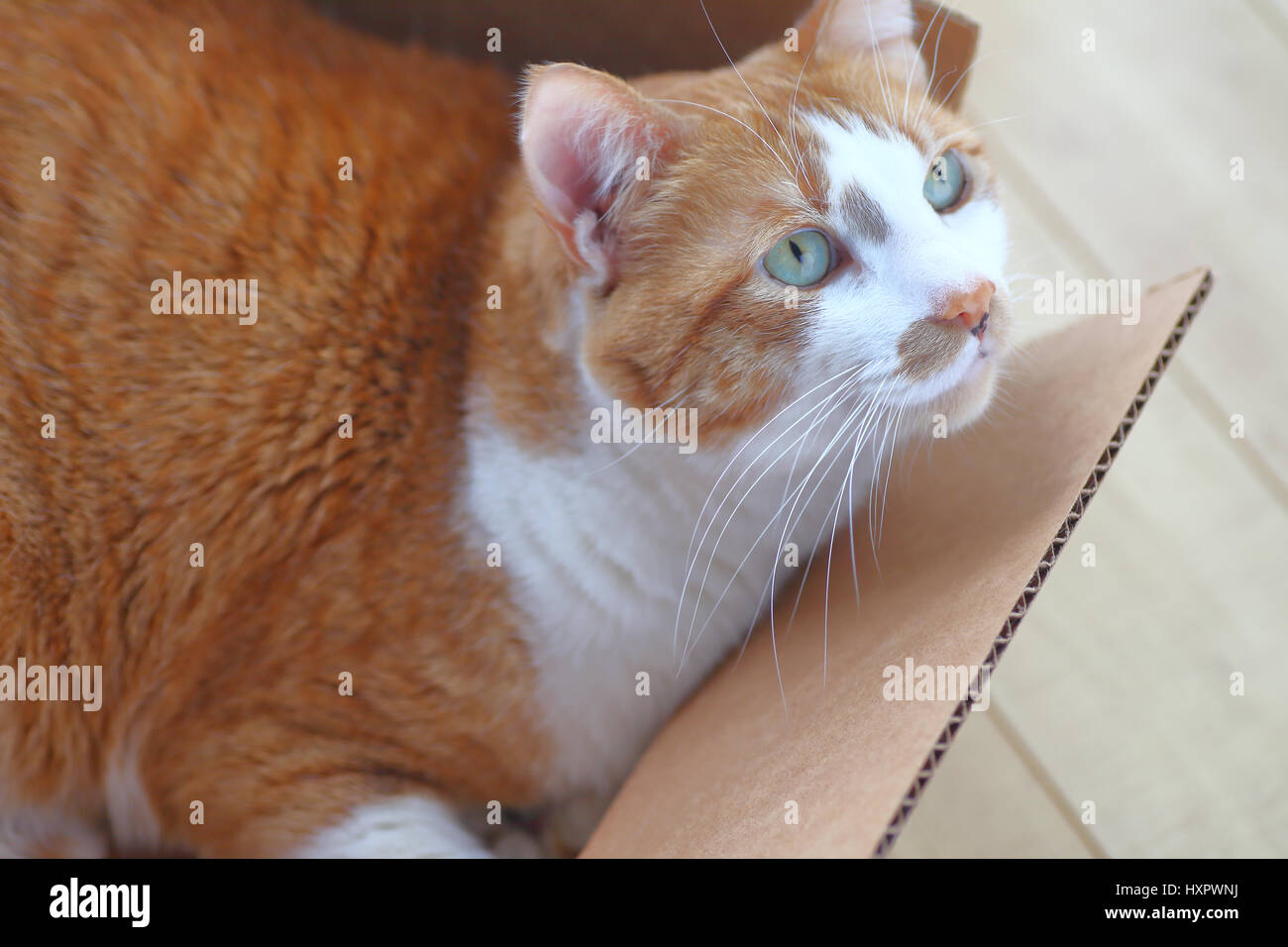 Une alerte chat tigré dans une petite boîte sur le sol Banque D'Images