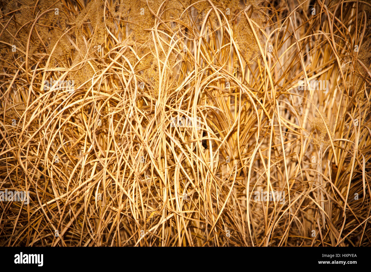 Ornement sec herbe, l'herbe d'automne Banque D'Images