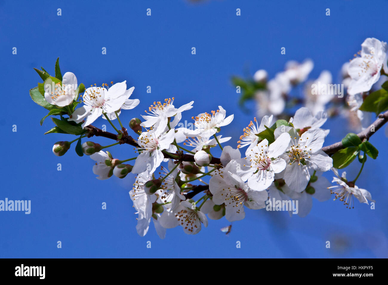 Fleurs blanches, de fleurs d'apple Banque D'Images