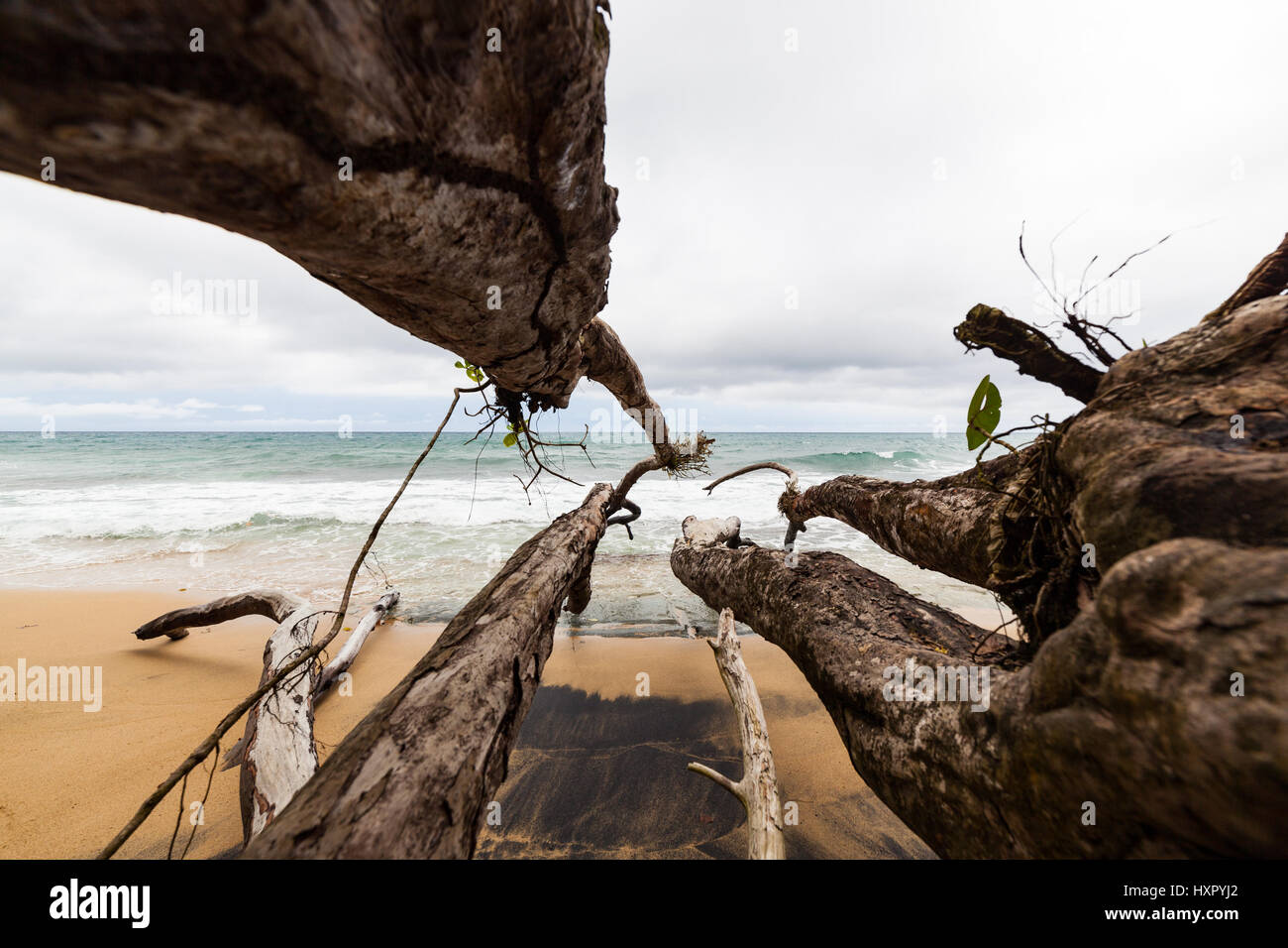 Les branches d'arbres tombés sur la plage Costa Rica Banque D'Images