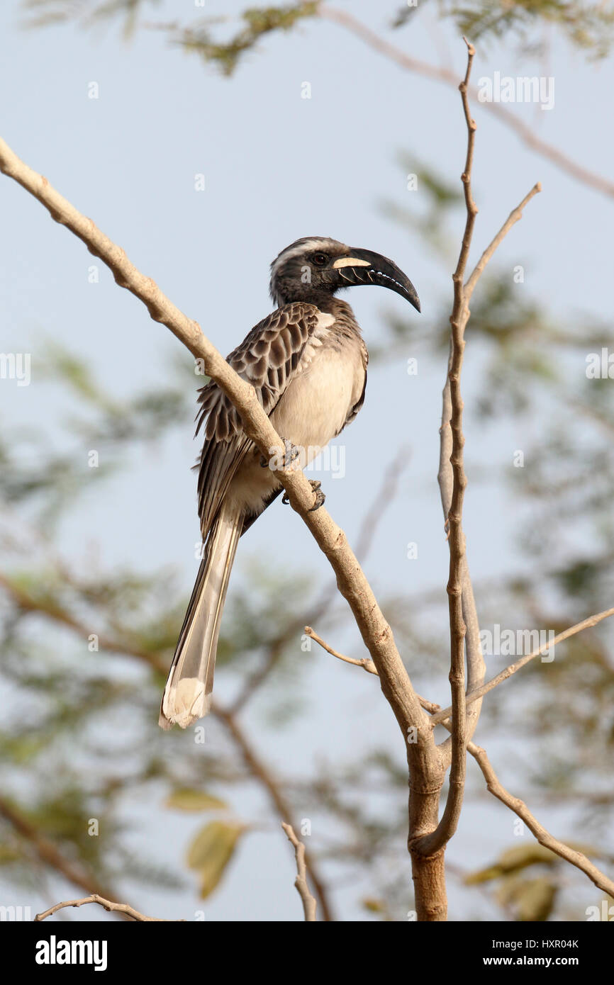 African-gris Tockus nasutus calao, oiseau unique, sur la branche, la Gambie, Mars 2017 Banque D'Images