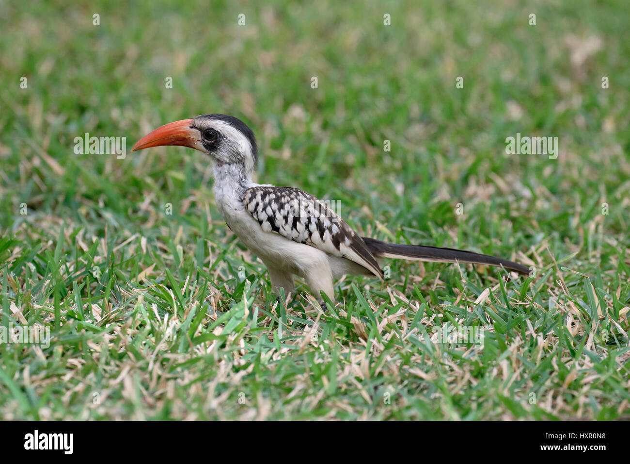 Calao à bec rouge, Tockus erythrorhynchus, seul oiseau sur l'herbe, Gambie, Mars 2017 Banque D'Images