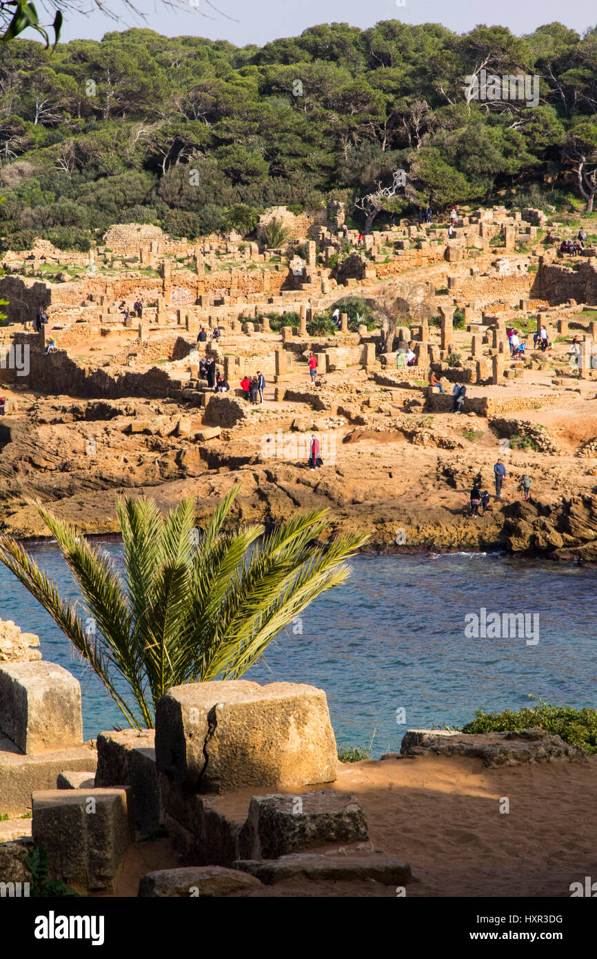 Tipaza ou Tipasa, était un ancien comptoir phénicien conquise par Rome en 2BC pour devenir l'un de ses plus bases stratégiques en Afrique. Aujourd'hui, Tipaza Banque D'Images