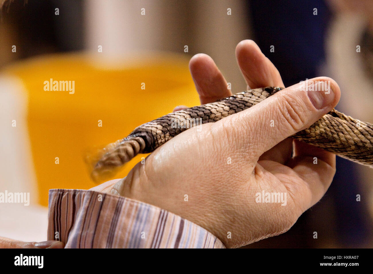 Queue de serpents Banque de photographies et d'images à haute résolution -  Alamy