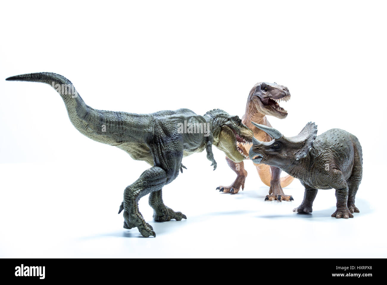 Deux Tyrannosaurus Rex dinosaure Triceratops une attaque - Fond blanc Banque D'Images
