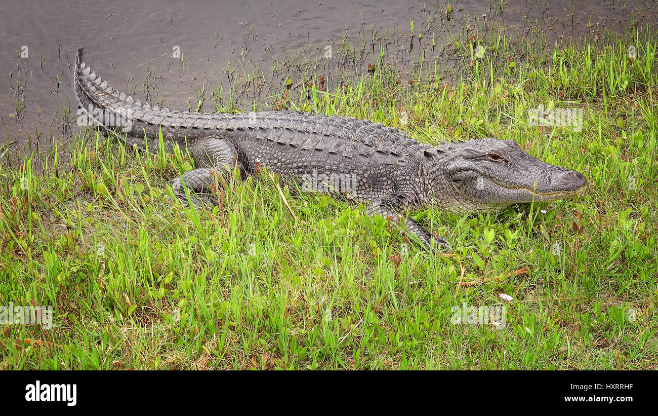 Alligator de soleil lui-même à bord d'un canal le long de la faune Canards pilets rouler à Cameron Prairie National Wildlife Refuge en Louisiane Banque D'Images