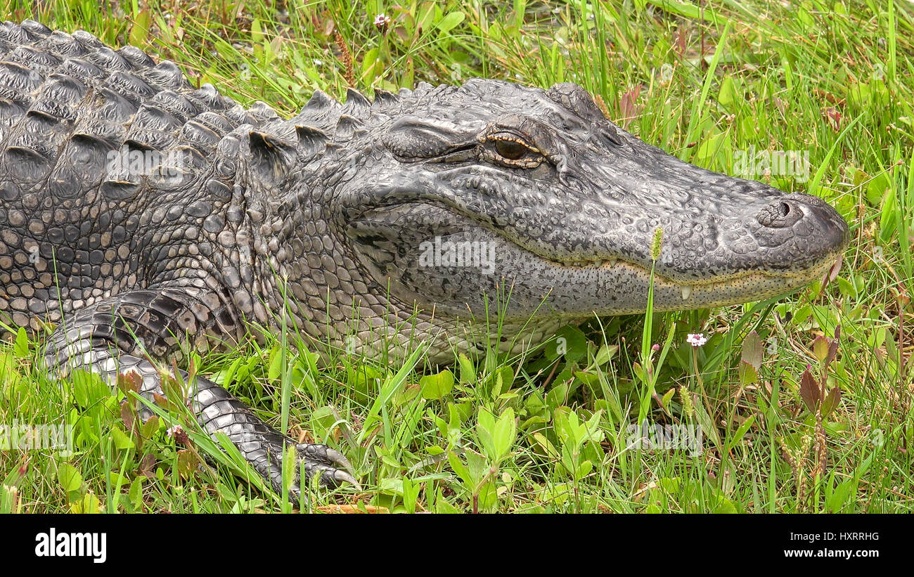 Alligator le long de la faune Canards pilets à Cameron Prairie National Wildlife Refuge en Louisiane Banque D'Images