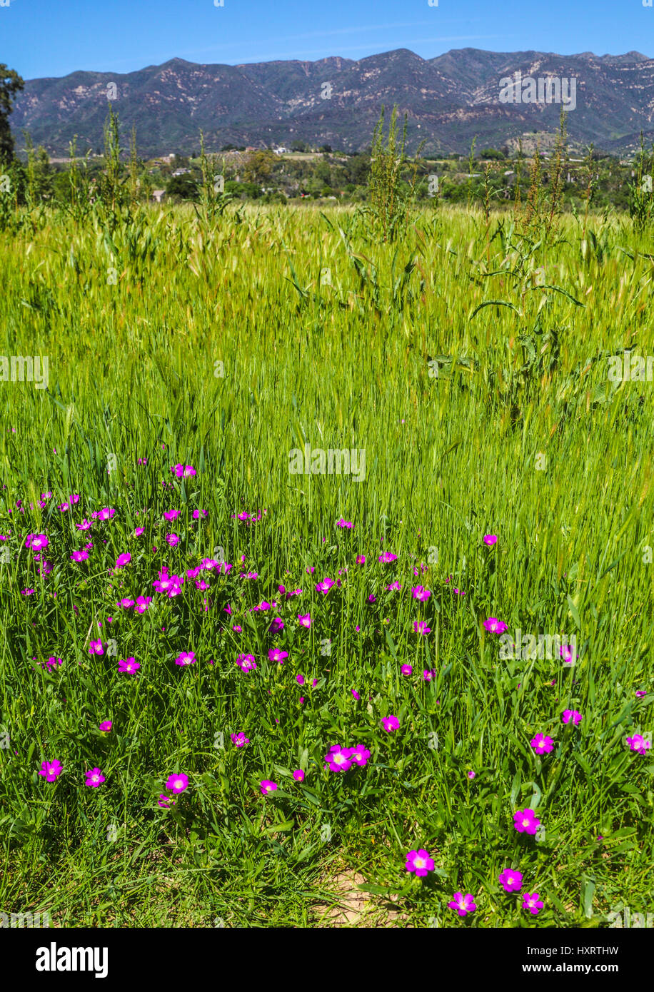 Fleurs sauvages fleurissent à Taormina prés au Ojai Meadows préserver à Ojai, en Californie Banque D'Images