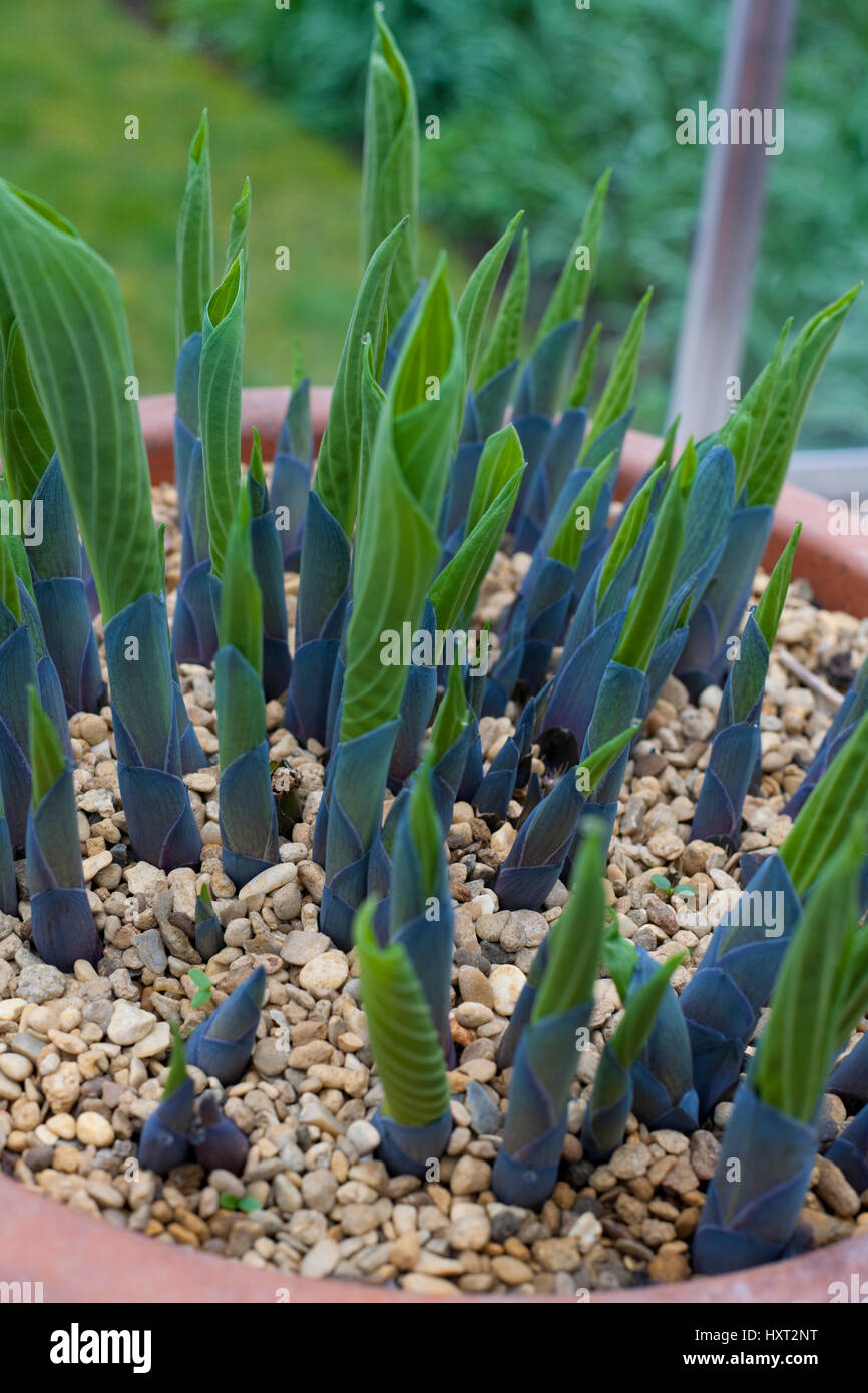 Gros plan de jeunes feuilles de hosta émergeant d'une argile pot avec une vinaigrette supérieure de gravier dans la serre Angleterre Royaume-Uni Grande-Bretagne Banque D'Images