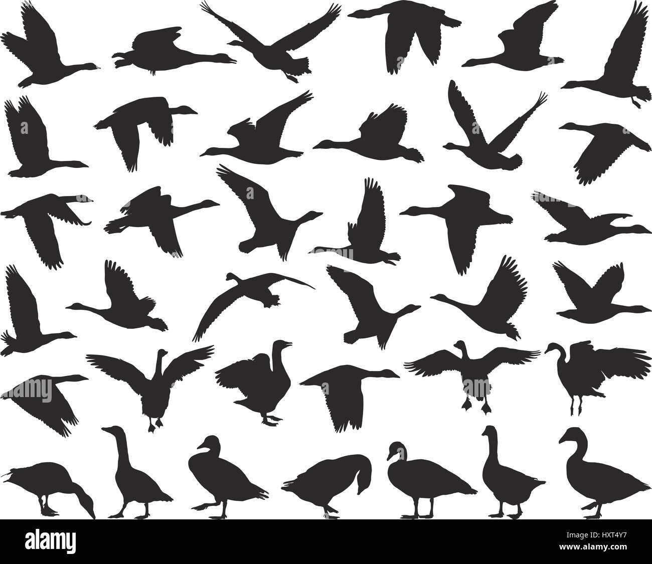 Oiseaux-oies Illustration de Vecteur