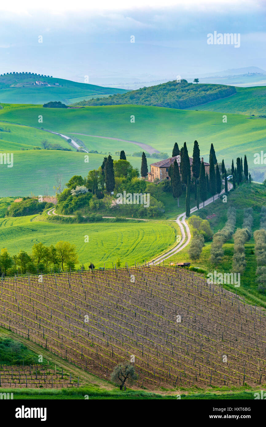 Val d'Orcia, Toscane, Italie. Une ferme isolée de cyprès et d'oliviers, de collines. Banque D'Images