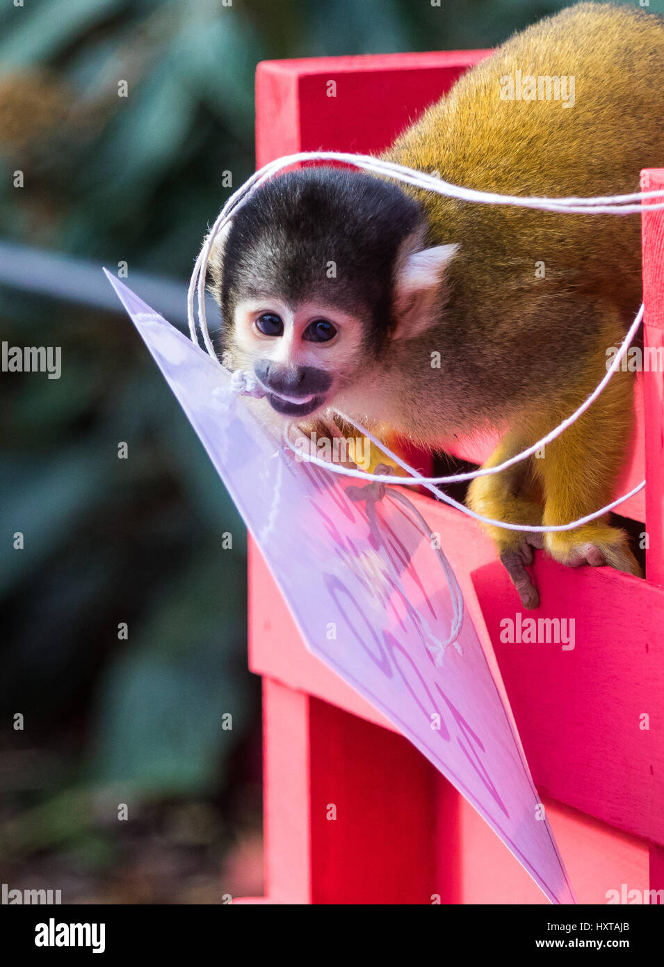 Monkeys Use Me Box Banque De Photographies Et D Images A Haute Resolution Alamy Monkeys Use Me Box Banque De Photographies Et D Images A Haute Resolution Alamy