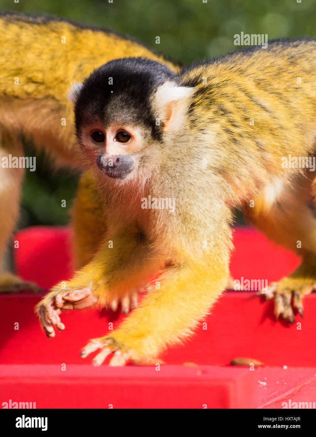 Monkeys Use Me Box Banque De Photographies Et D Images A Haute Resolution Alamy Monkeys Use Me Box Banque De Photographies Et D Images A Haute Resolution Alamy