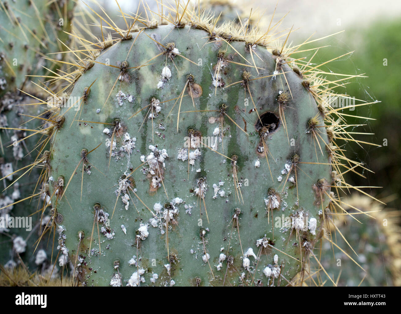 Gros plan sur mourir cactus épineux (Opuntia phaeacantha) infestés de cochenilles cochenille Banque D'Images