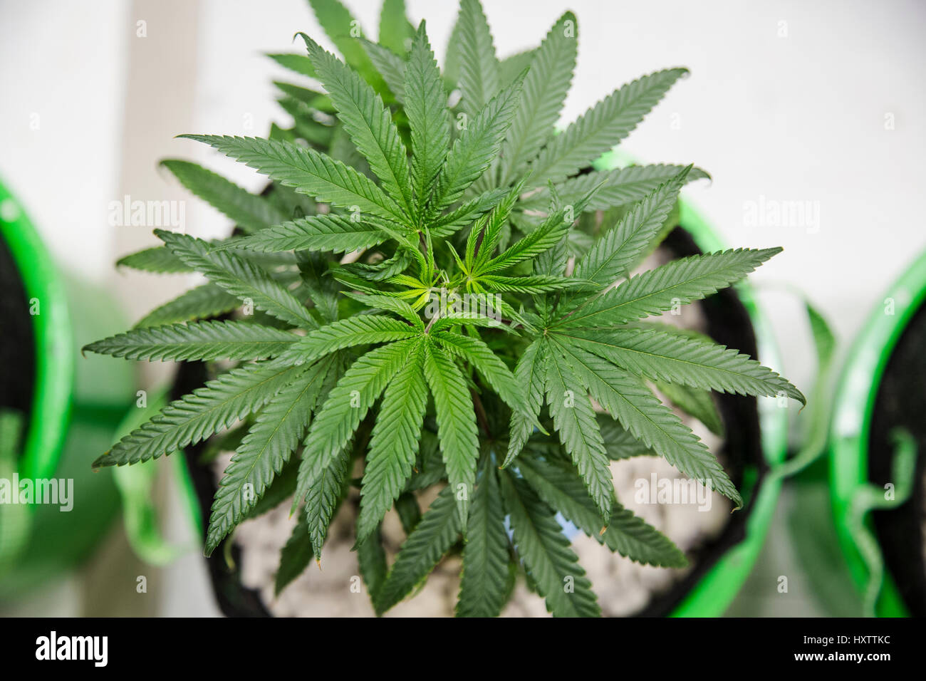Plants de cannabis se développent à l'intérieur d'une installation de culture sous lumière artificielle dans le Colorado. Banque D'Images