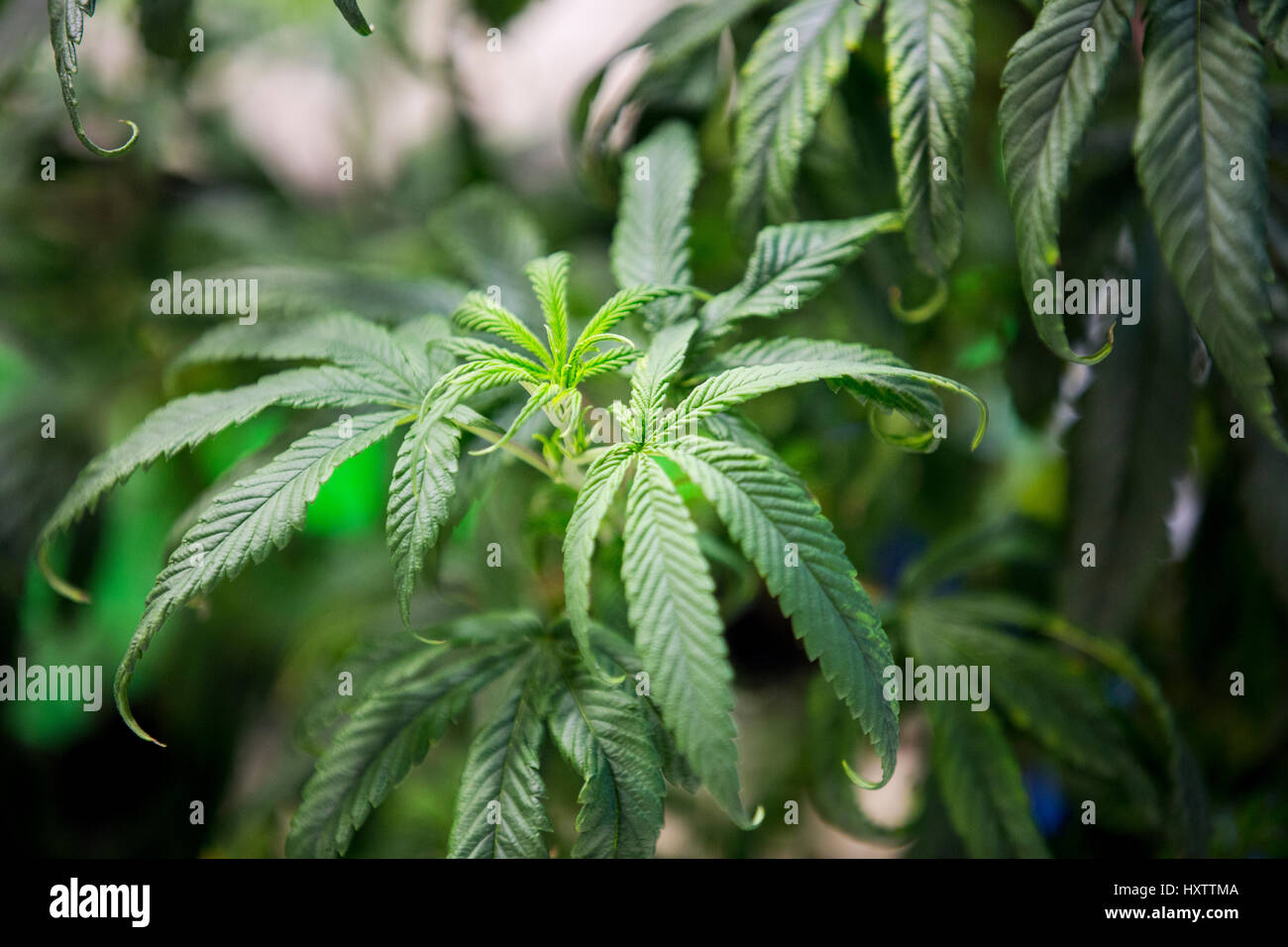 Plants de cannabis se développent à l'intérieur d'une installation de culture sous lumière artificielle dans le Colorado. Banque D'Images
