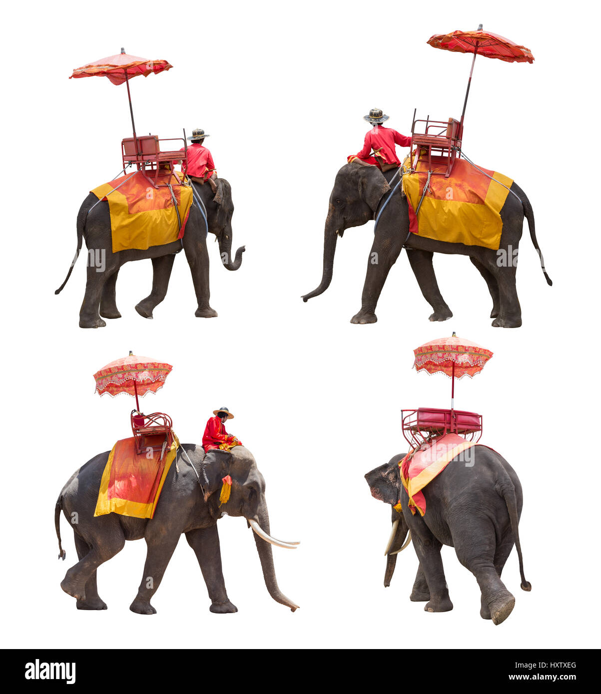 Ensemble d'éléphant pour touristes ride tour de l'ancienne ville de Thaïlande isolé sur fond blanc avec clipping path Banque D'Images