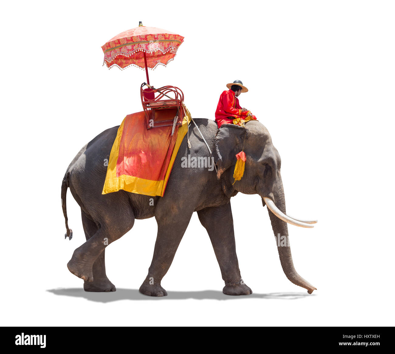 Pour les touristes de l'éléphant à Ayutthaya, Thaïlande. isolé sur fond blanc avec clipping path Banque D'Images