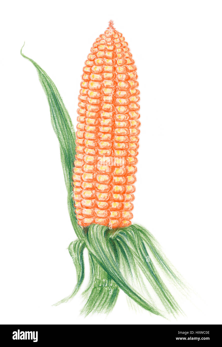 Le maïs (Zea mays) oreille sur un pédoncule sur fond blanc. Crayons de couleur sur papier. Banque D'Images