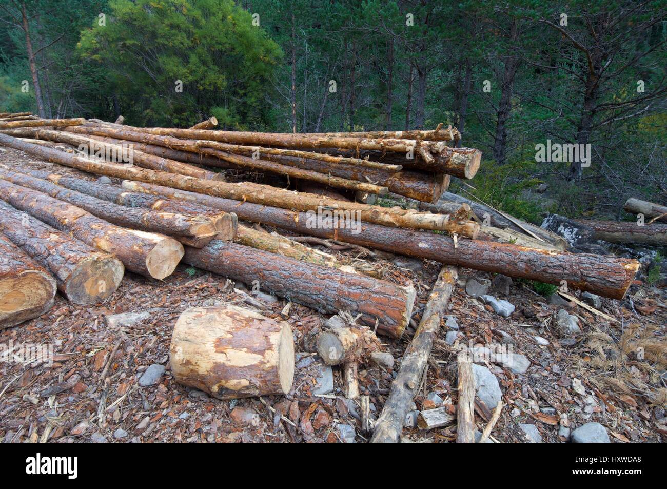 Groupe d'arbres abattus pin dans une forêt, vallée de Anso, Pyrénées, Huesca, Aragon, Espagne Banque D'Images